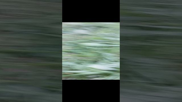 фенг