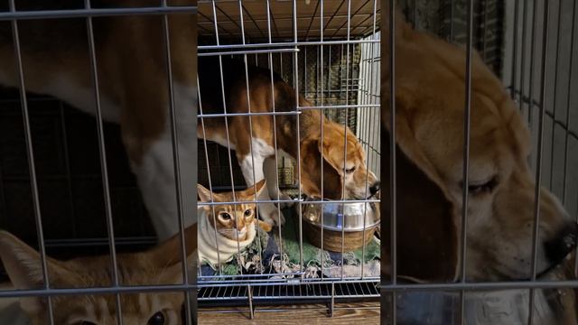 Бигль Савва и Абиссинец Кай ... один ест - другой смотрит за ним, чтоб всё доел