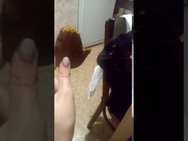 Киса
