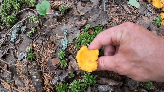 Лес Грибы  Лисички Forest Mushrooms Cantharēllus cibārius 2023.08.10