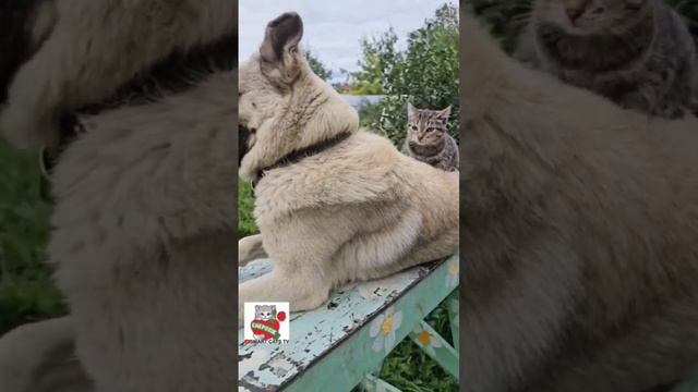 Для Бакса просыпаться со своей Самой Любимой Вербусей - Счастье 🌞🏡🐶💓😽