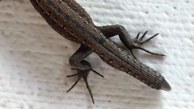 How do lizards regrow their tails?