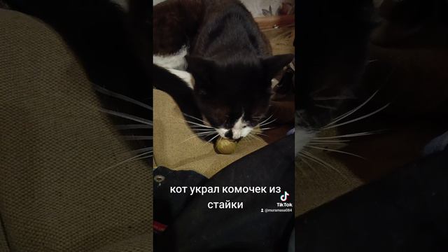 кот наркоман