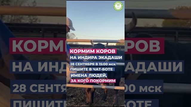 Кормление коров онлайн 28 сентября 15 мск