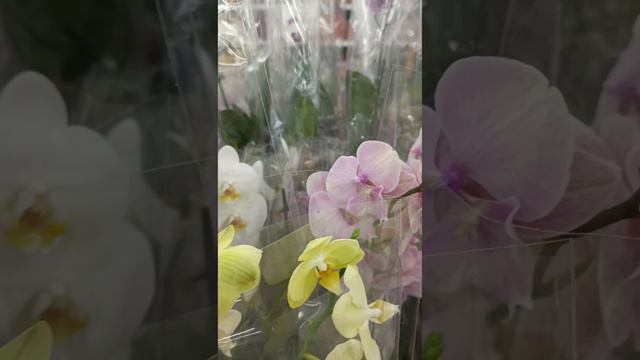 Обзор орхидей в магазине Леруа Мерлен от 28.09.24 Воронеж 🌸🌸🌸