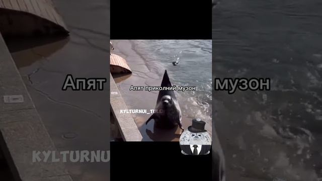 потреси пузико