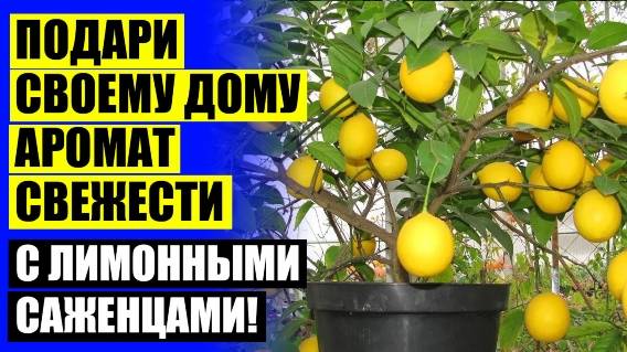 ⚠ Лимон цветок домашний 😎 Лимон домашнее растение ⚡