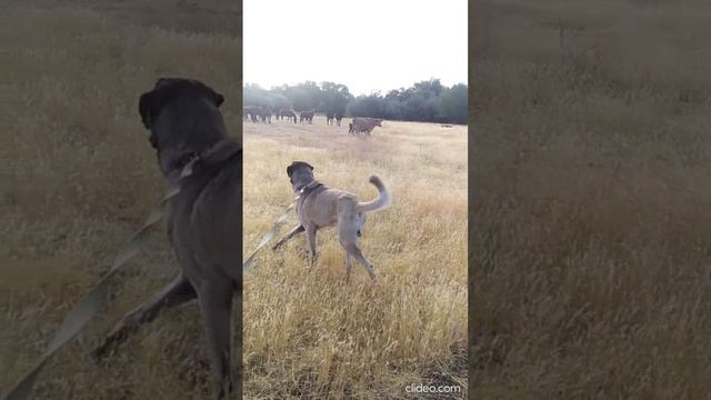 в итоге собрался и собрал всех в круг)