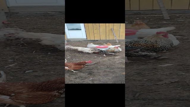 С кошечкой Лапой пришли в гости к курочкам 🐔 и уточкам 🦆