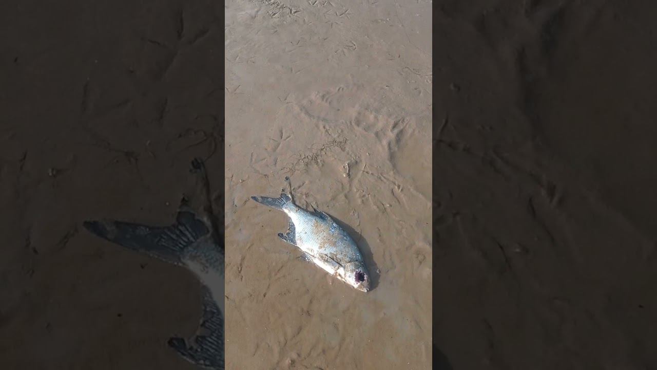 Не вся рыба успевает уйти с водой