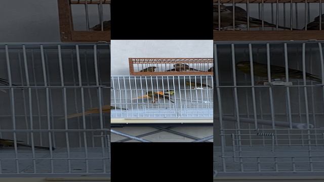 Канарейки самки 28-09-2024
