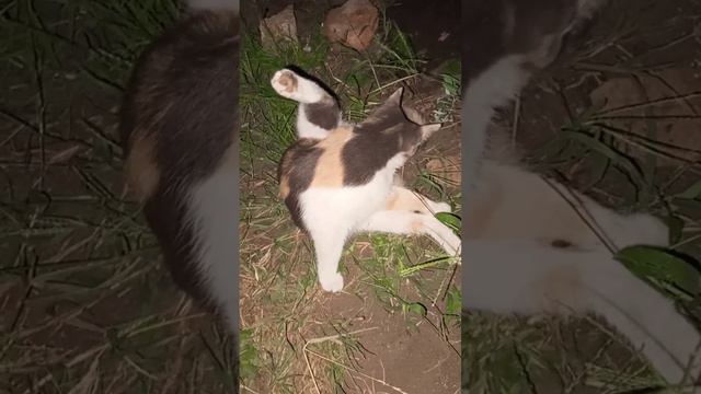 муж доедает за котом!!!