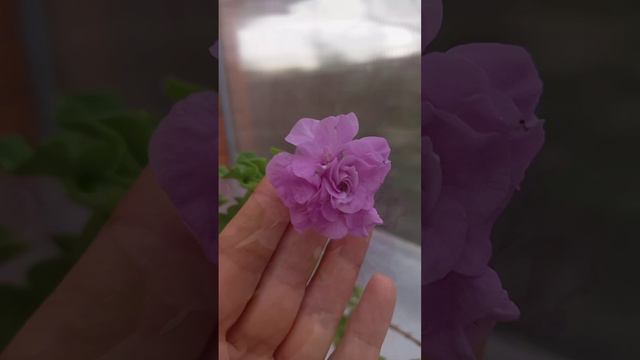 Плющелистная пеларгония Pac Lilac Rose🥰 Нежный сорт с цветами в виде роз.