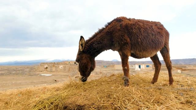 Мультик Трактор везёт корову лошадь осла кошку и собаку Считаем от 1 до 5. Как говорят животные