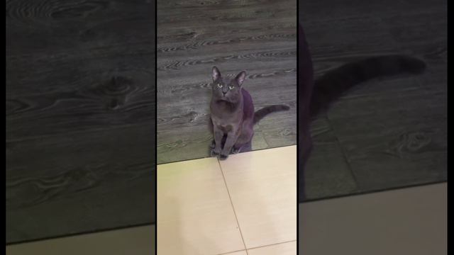 Котя - голос!