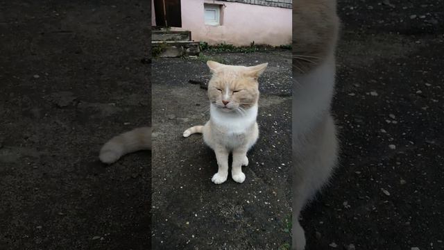 Светлый мальчик, Стёпочка🥰🐈