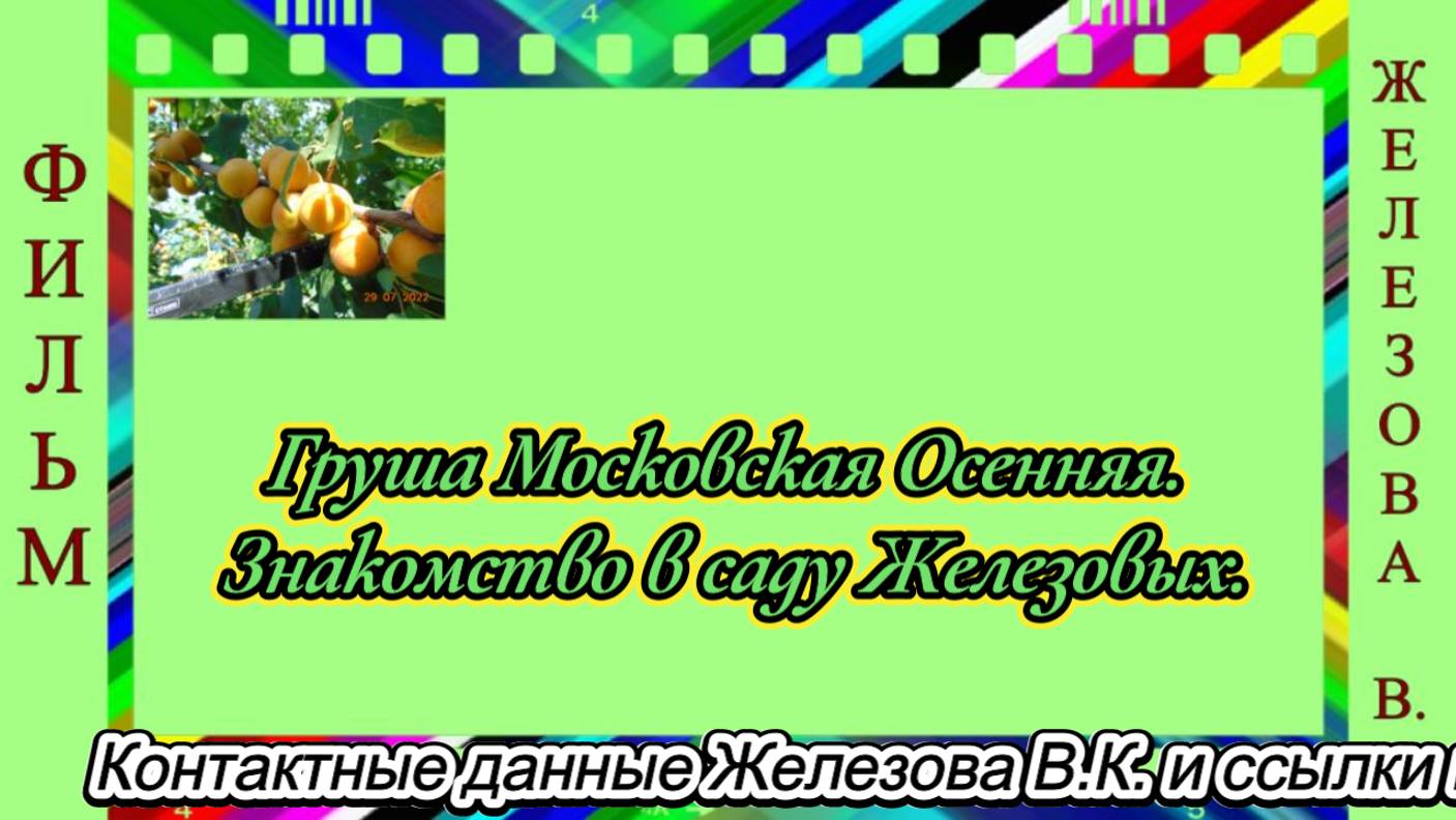 Груша Московская Осенняя. Знакомство в саду Железовых.