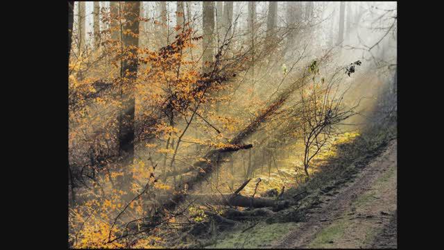 Осень.Тургенев