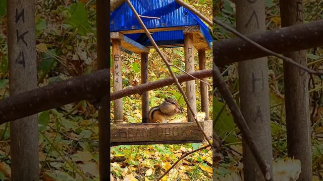 Бурундуки готовятся у зиме на Алтае.