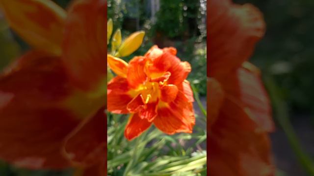 Лилейники💥 #garden #лилейники #июнь.mp4