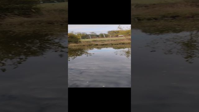 главный хищник в луже