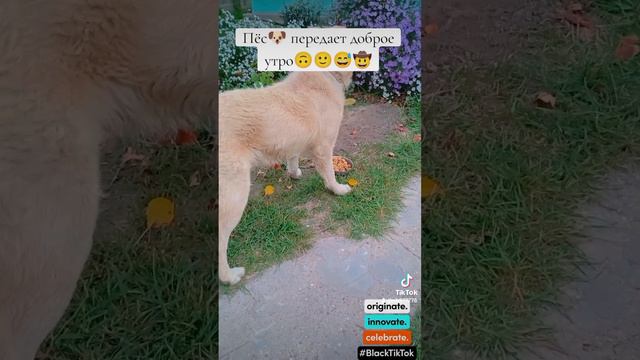 Пёс 🐶передаёт доброе утро 🙃🙂😅🤠