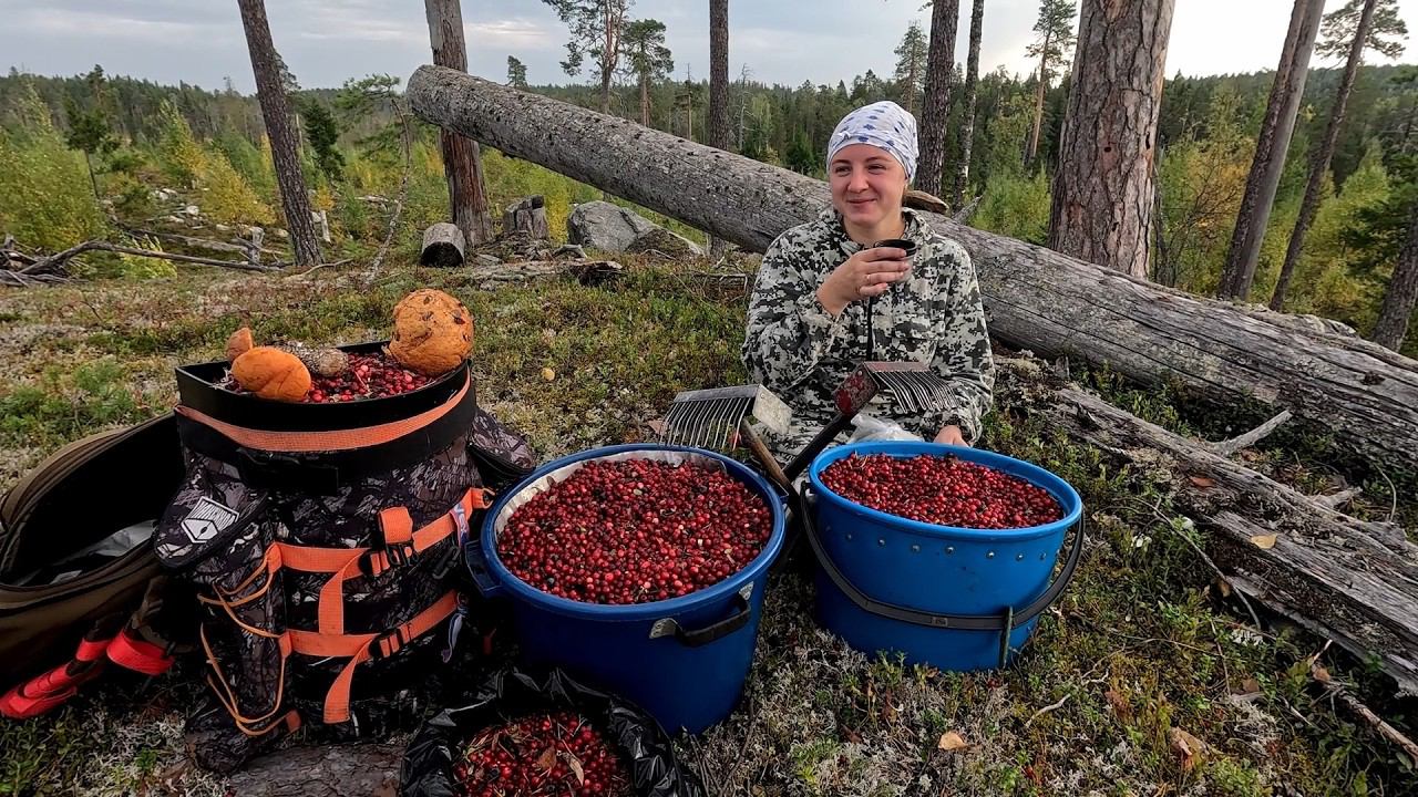 СБОР БРУСНИКИ ГРАБЛЯМИ. ГРЕБЁМ ЯГОДЫ НА ПРОДАЖУ. ВЗЯЛ ДЕВУШКУ В ЛЕС И НЕ ПОЖАЛЕЛ. СЕМЕЙНЫЙ ПРОМЫСЕЛ