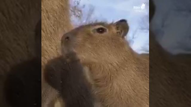 VID-20240914-WA0022.mp4