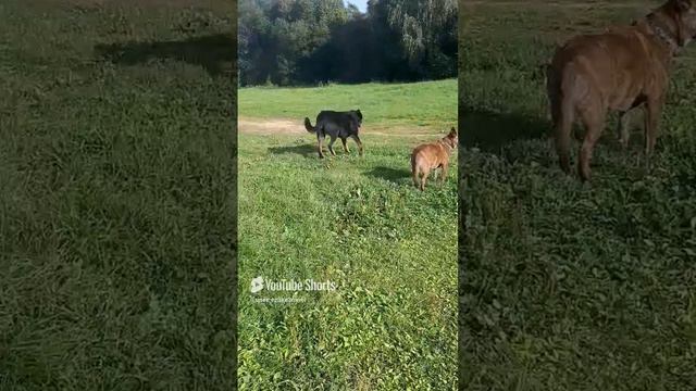 Летняя прогулка #босерон_питбуль #собаки #прогулка #МэниГуля