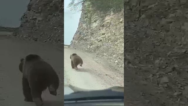 Мишку встретили в Галанчожском  районе Чеченской Республики!