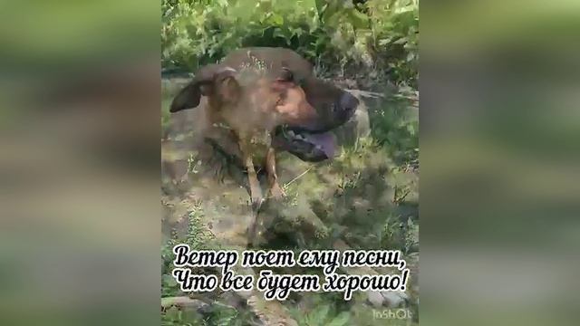 Бывает золото ищут на приисках годами 🥇 Возможно нашего Рекса тоже кто- то ждет 🤗🙏