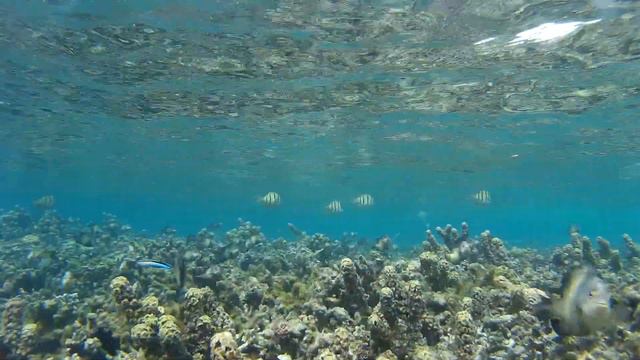 Снорклинг с рыбами Damselfish @ Флик-ан-Флак