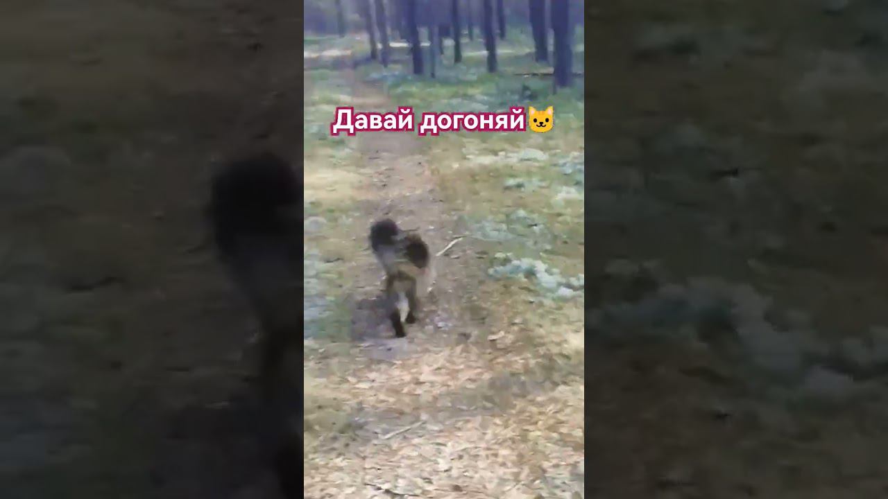 Догоняй) Кот Хантер #cat #кот #лес #forest #nature #naturelovers #wildlife