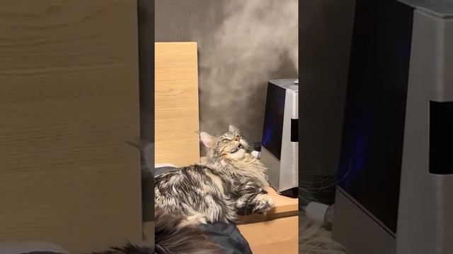 Как же кайфово 🐱