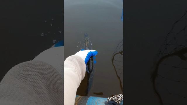 Небольшая щучка.🎣