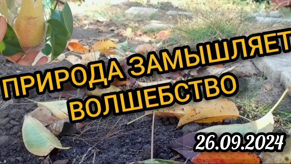 Природа замышляет волшебство. Вечер 26.09.2024