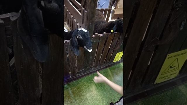 Парк революции, живой уголок, Ростов-на-Дону