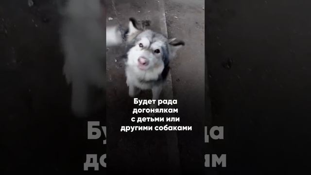 Джули ищет дом! 🤗🐾🐾