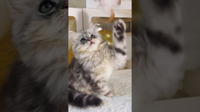 Манчкин long Shadow ❤️
https://vk.com/okcats_40
Inst: @okcats_40 W.App/Tlg 89953272000 💌