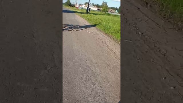 ВЕЛЕПОКОТУШКИ СУЕТА ШАШКИ. 