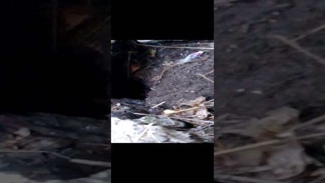 закулисье в Черкесске