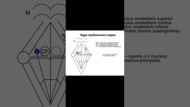 Ядра тройничного нерва (29-09-2024)