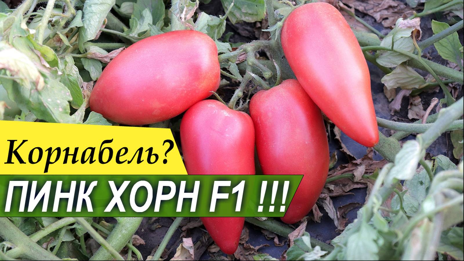 ПИНК ХОРН F1 - тип Корнабель - десертный, перцевидный томат от Rijder Seeds - Добрые Семена.ру