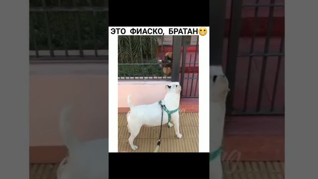 собака бабака