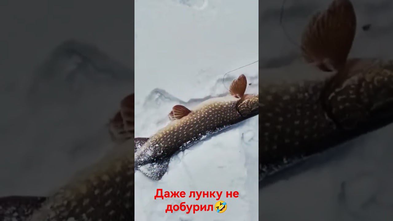 Даже лунку не добурил#рыбалка #fishing #snow #рыба #щука #trout