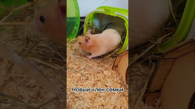Новый член семьи #shorts