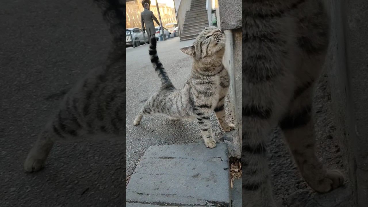 Зимнее утро cute stray cat КОТаСОВка CatOwl