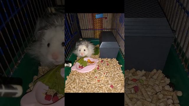 2 видео мой хомячок 🐹🐹🐹