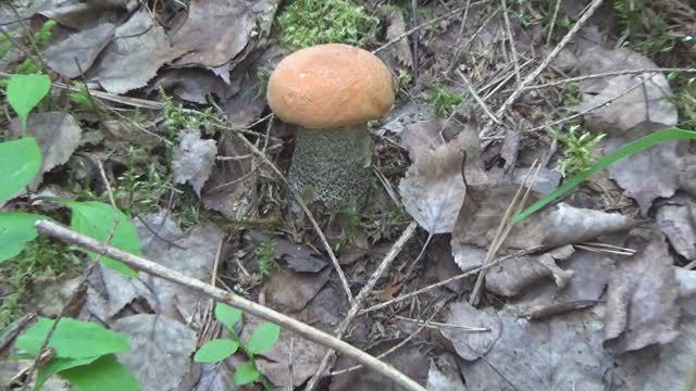 Лес Грибы Сосновый Бор Forest Mushrooms 2020.07.21