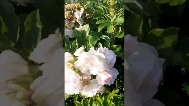 Розы у вокзала #босерон_питбуль #собаки #МэниГуля #прогулка #в_городе